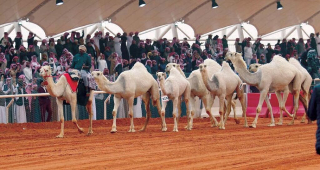 مهرجان الابل